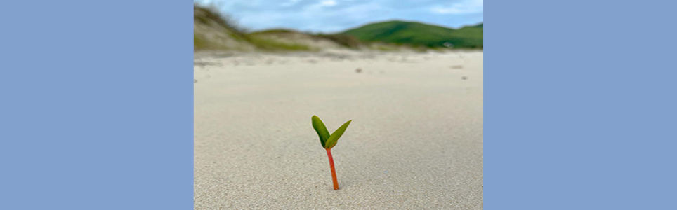 Por que regeneração e não mais sustentabilidade?