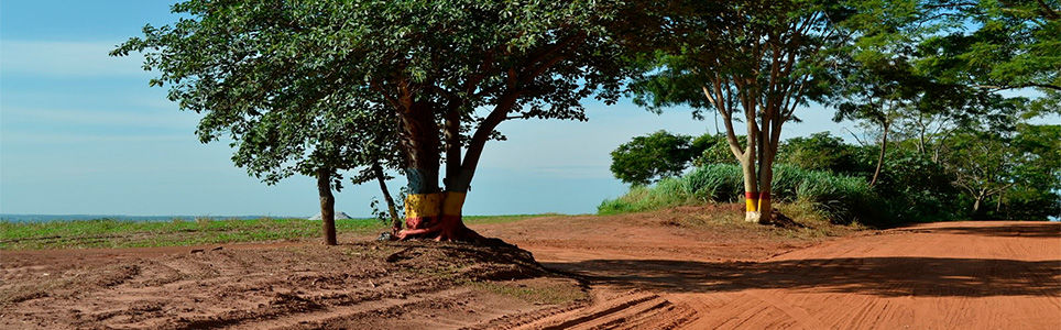 O violeiro e a estrada boiadeira 