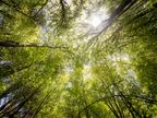 Plantas companheiras: preparados herbais