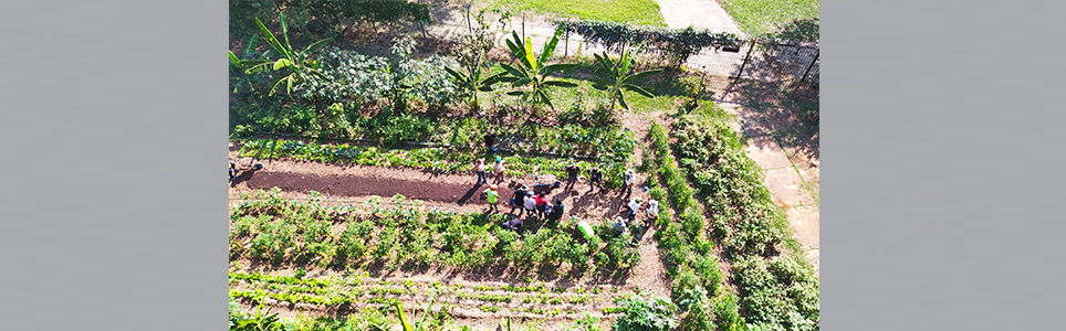 Agroflorestas urbanas em pequenos espaços