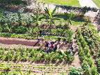 Agroflorestas urbanas em pequenos espaços
