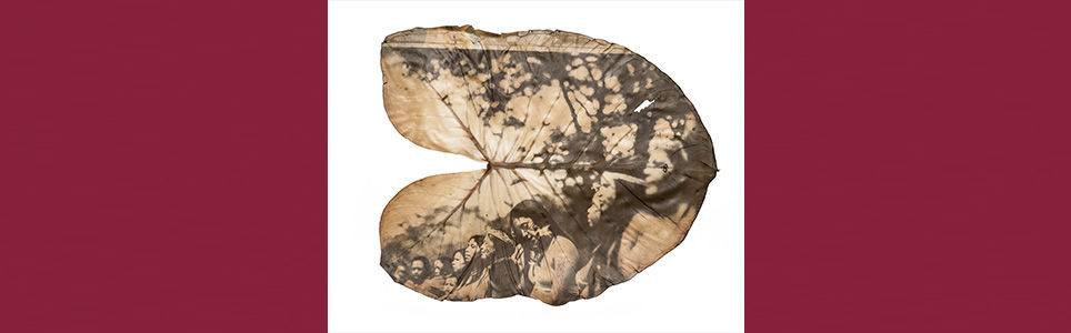 Fotografia Artesanal: Antotipia e a Fitotipia