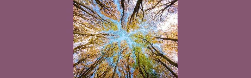 Vozes contra-hegemônicas e a crise ambiental