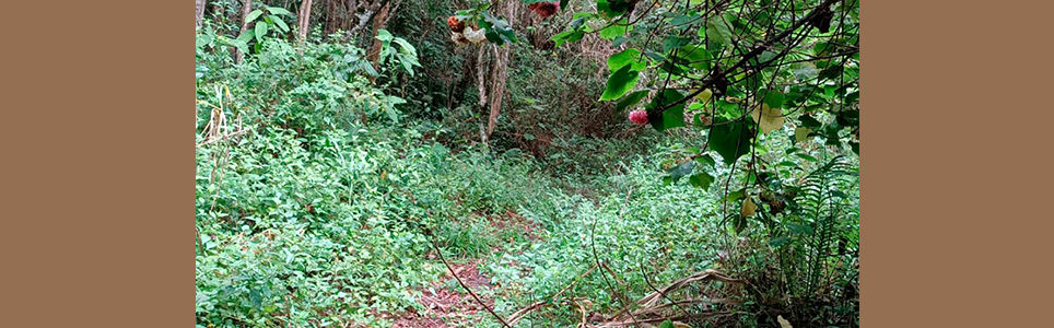Nós e a natureza: banho de floresta e outras vivências