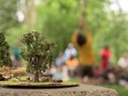 Encontro entre arte e natureza
