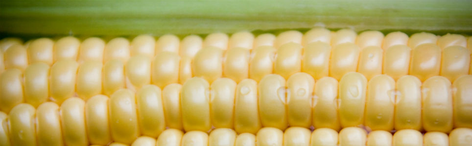 A cultura alimentar paulista – uma civilização do milho?