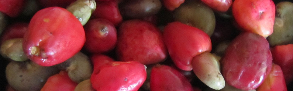 Alimentos Regionais Brasileiros